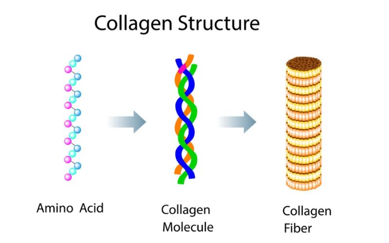 Protein giúp định hình cấu trúc mô tế bào