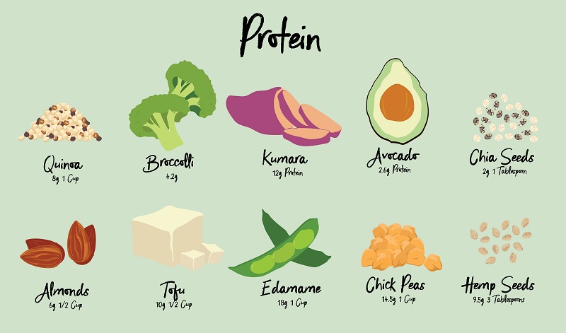 Những thực phẩm cung cấp protein là gì?